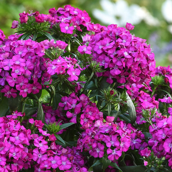 2L Dianthus Sweet William Mixed (Perennial, Summer, Autumn, Spring)