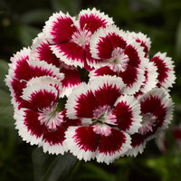 2L Dianthus Sweet William Mixed (Perennial, Summer, Autumn, Spring)