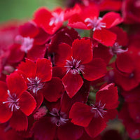 2L Dianthus Sweet William Mixed (Perennial, Summer, Autumn, Spring)