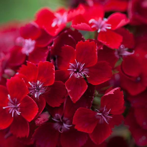 2L Dianthus Sweet William Mixed (Perennial, Summer, Autumn, Spring)