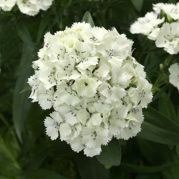 2L Dianthus Sweet William Mixed (Perennial, Summer, Autumn, Spring)