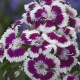 2L Dianthus 2 for £10 (Summer, Autumn, Spring)