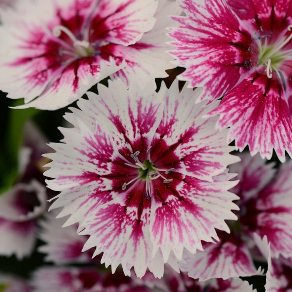 2L Dianthus 2 for £10 (Summer, Autumn, Spring)