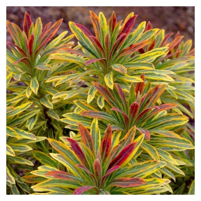 Euphorbia Ascot Rainbow (Foliage, Perennial, Summer, Autumn, Winter)