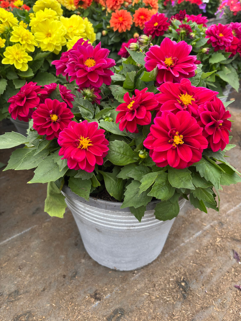*Deal of the Week* 2 x Dahlia Summer Patio Planters