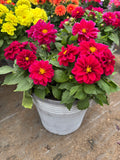 *Deal of the Week* 2 x Dahlia Summer Patio Planters