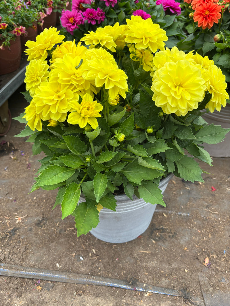 *Deal of the Week* 2 x Dahlia Summer Patio Planters