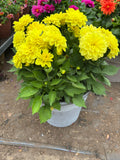 *Deal of the Week* 2 x Dahlia Summer Patio Planters