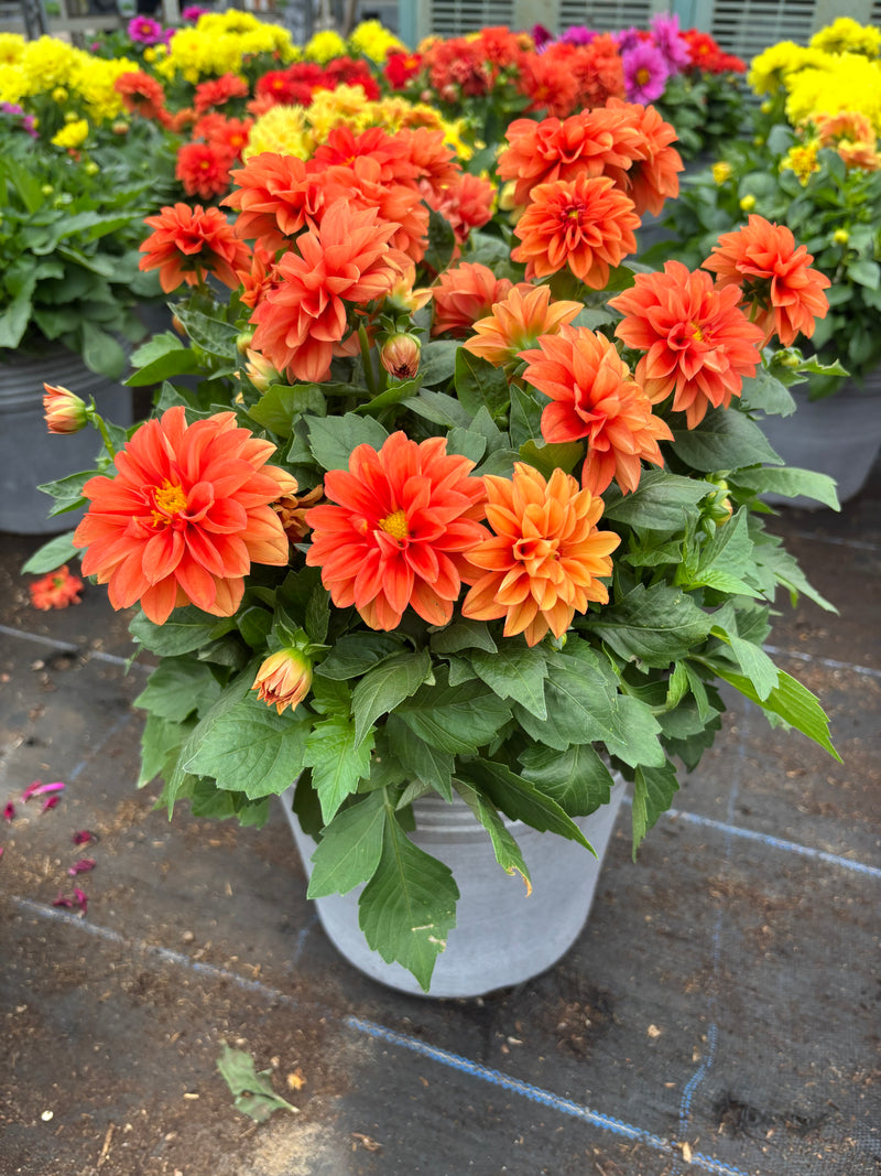 *Deal of the Week* 2 x Dahlia Summer Patio Planters