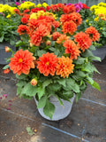 *Deal of the Week* 2 x Dahlia Summer Patio Planters