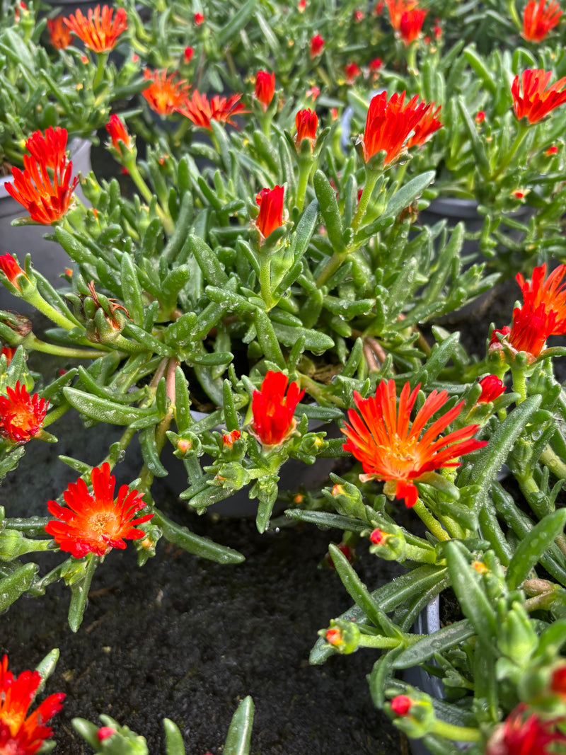 Delosperma (summer)
