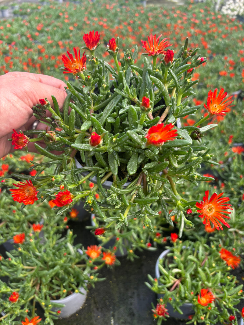 Delosperma (summer)