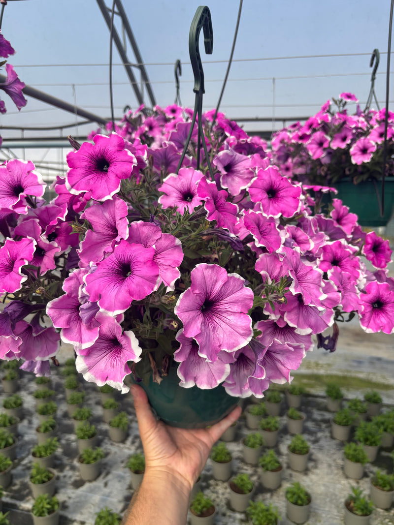 *NOW 2 FOR £20* 2 X Stunning Lavender Blush Petunia Hanging Pots