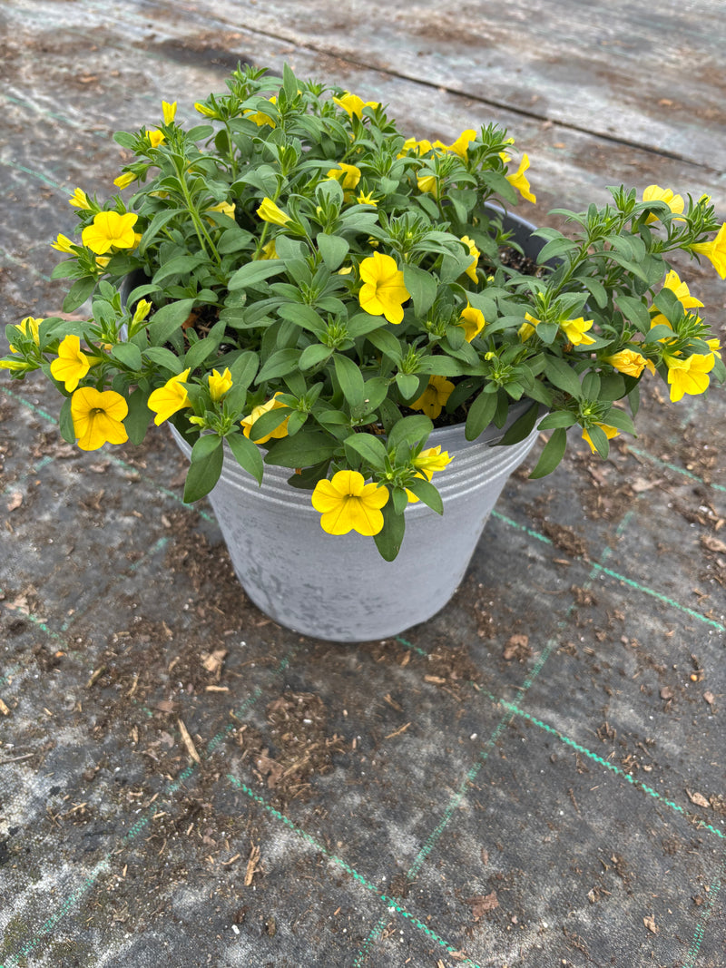 *Deal of the Week* 2 x Calibrachoa Summer Patio Planters (Copy)