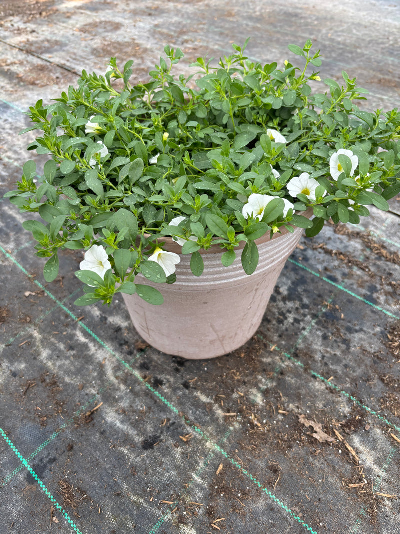 *Deal of the Week* 2 x Calibrachoa Summer Patio Planters (Copy)