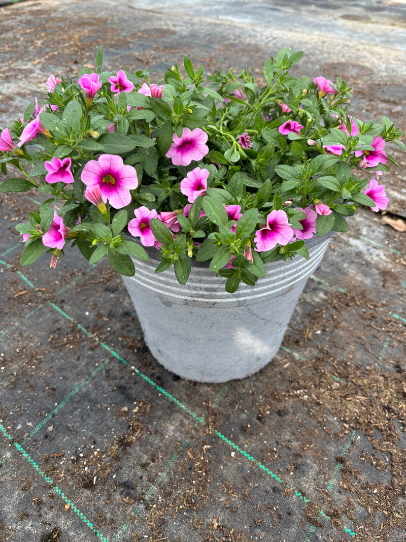 *Deal of the Week* 2 x Calibrachoa Summer Patio Planters (Copy)