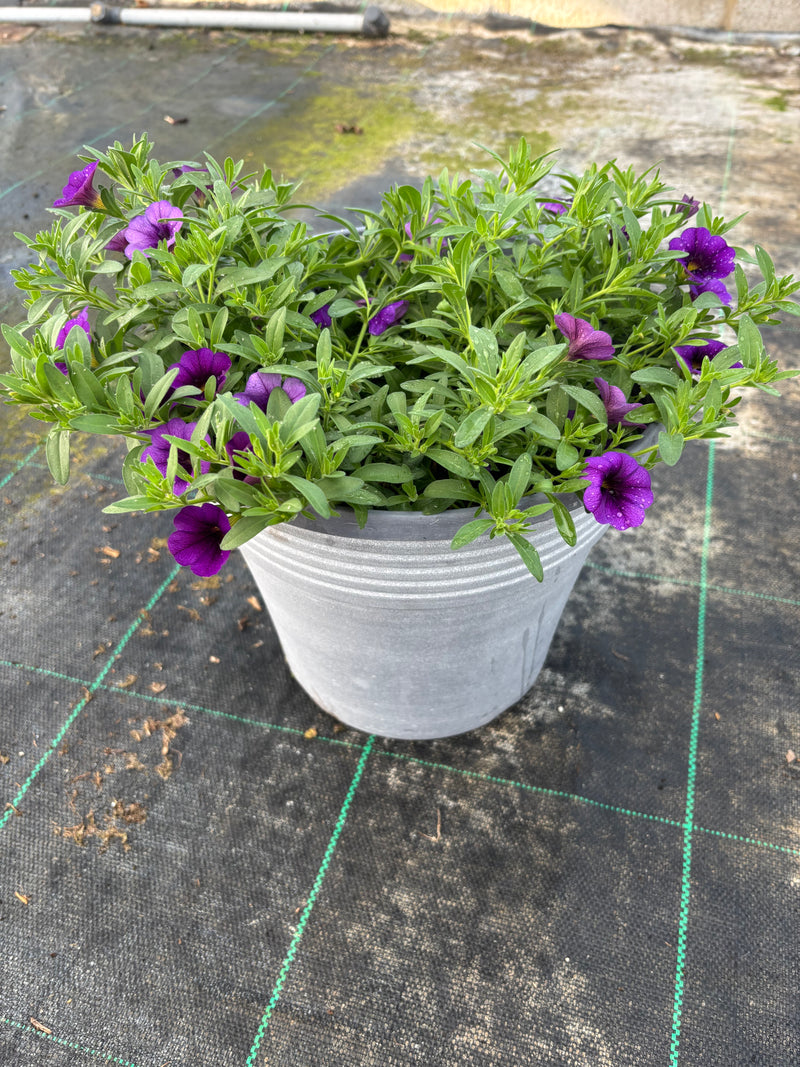 *Deal of the Week* 2 x Calibrachoa Summer Patio Planters (Copy)
