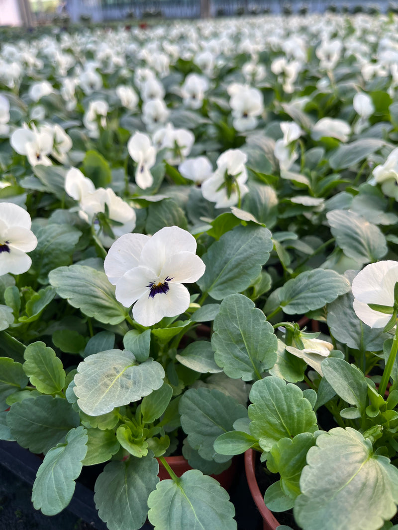 One off Viola colours x 6 (Autumn, Winter, Spring)