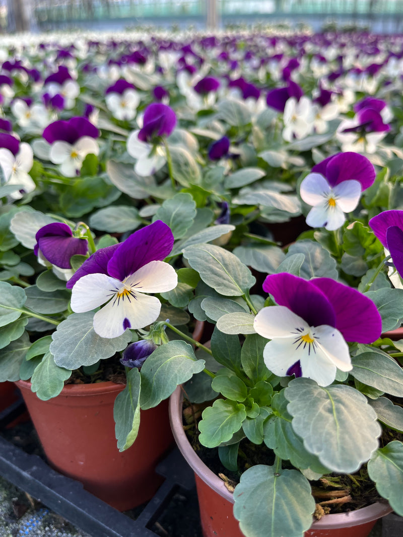 One off Viola colours x 6 (Autumn, Winter, Spring)