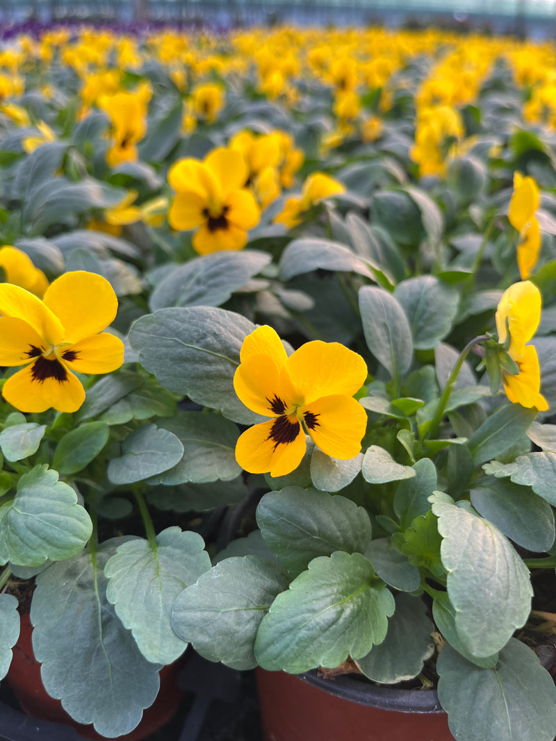 One off Viola colours x 6 (Autumn, Winter, Spring)