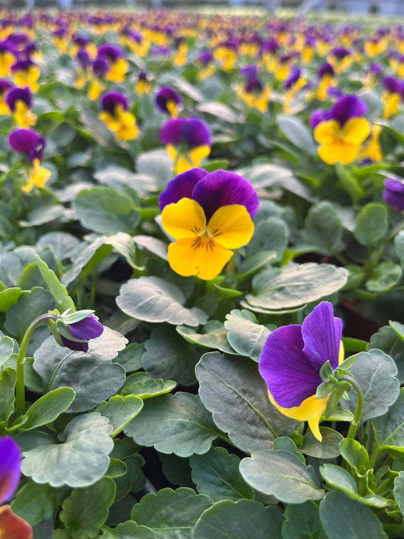 One off Viola colours x 6 (Autumn, Winter, Spring)