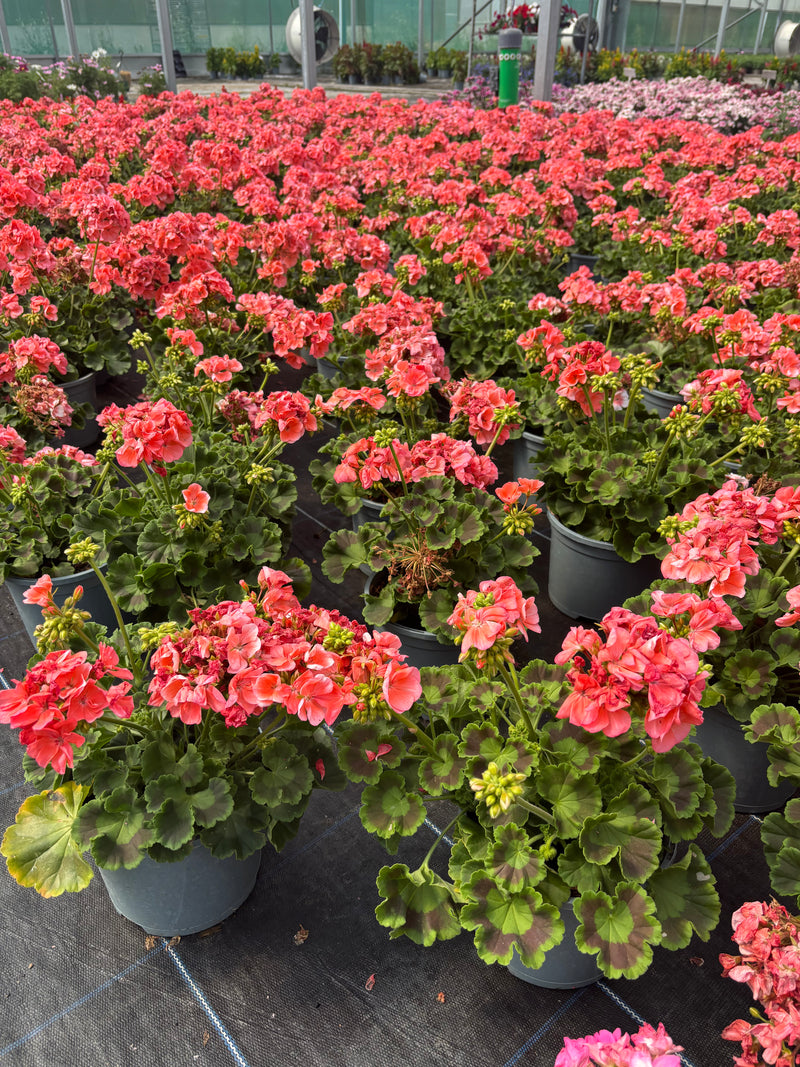 *DEAL OF THE WEEK* 6 X 2L GERANIUM