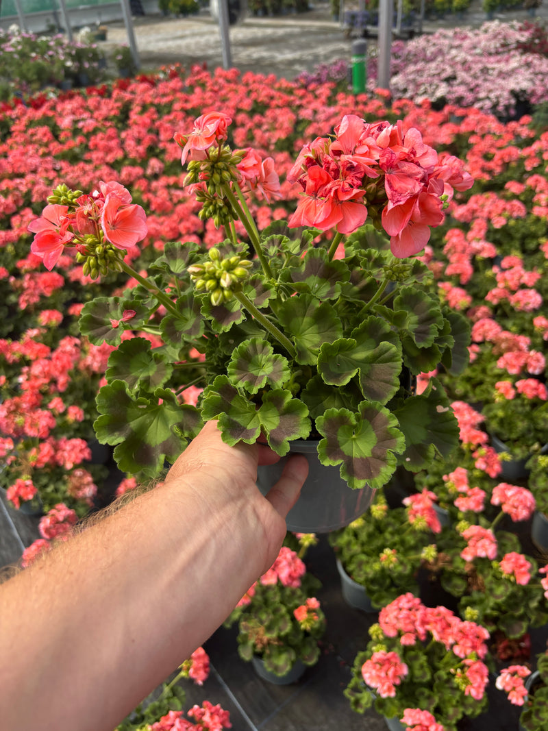 *DEAL OF THE WEEK* 6 X 2L GERANIUM
