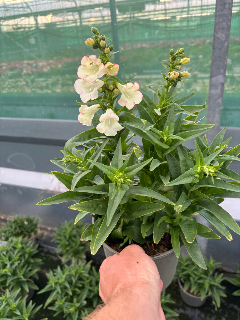 Pesntemon 2L x 3 fully grown plants (Summer, Perennial)