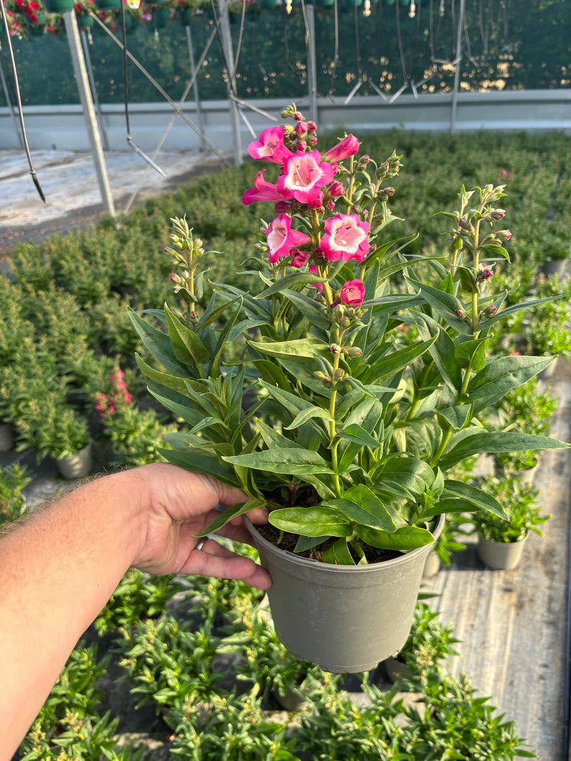Pesntemon 2L x 3 fully grown plants (Summer, Perennial)