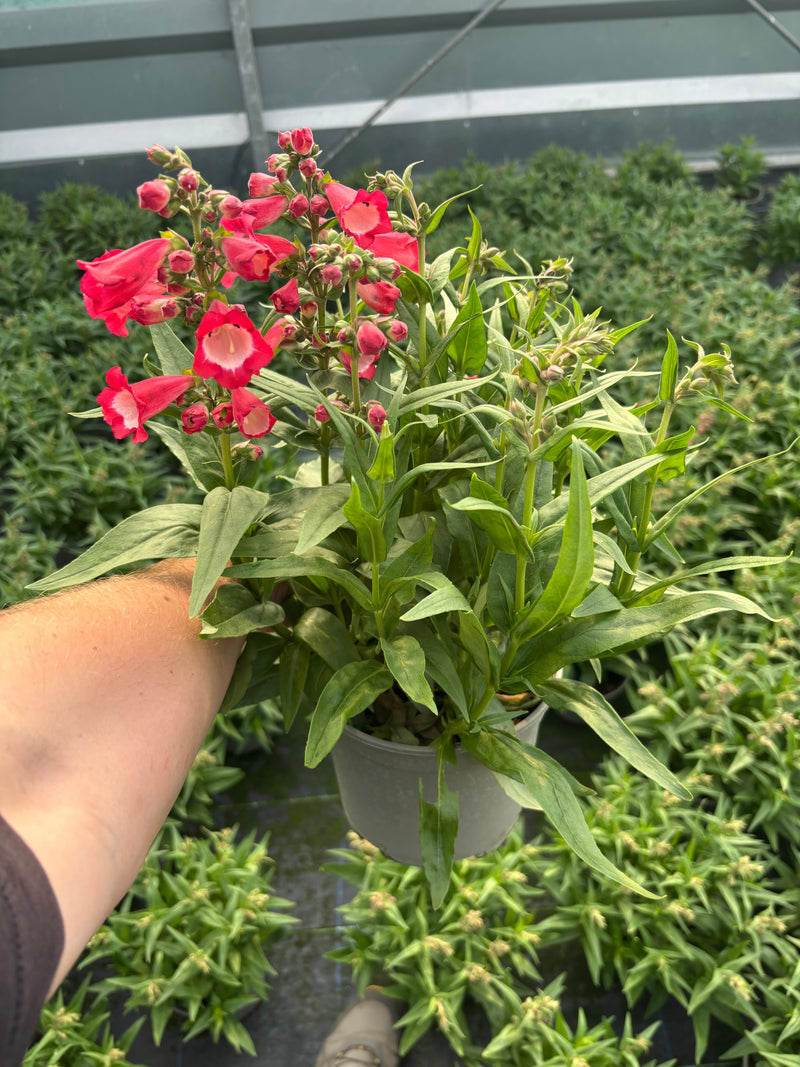 Pesntemon 2L x 3 fully grown plants (Summer, Perennial)