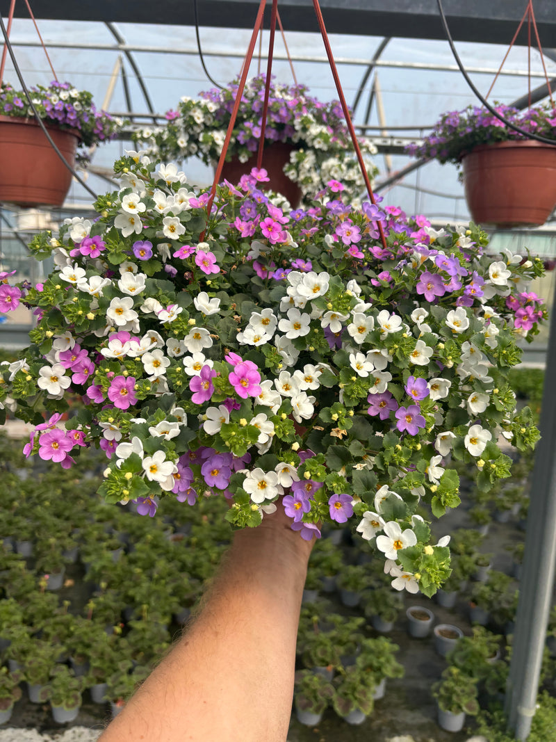 *NOW 2 FOR £20* 2 X Mixed Bacopa Hanging Pots