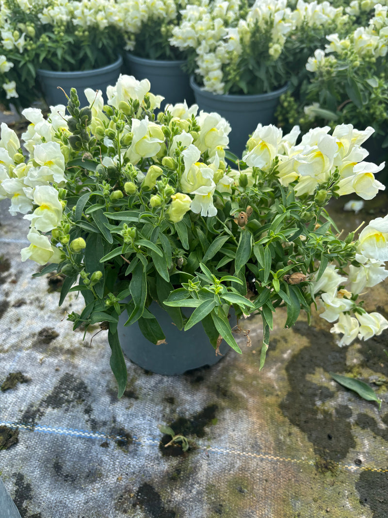 *Deal of the Week* 6 x Antirrhinum Snapdragon 2L