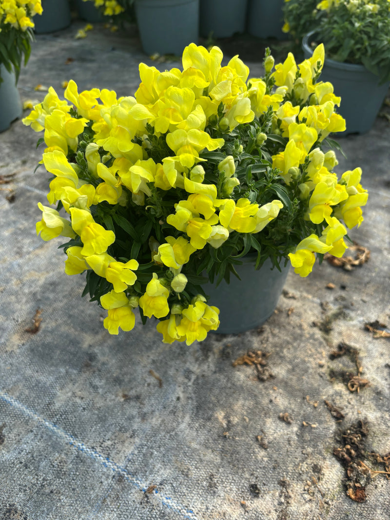 *Deal of the Week* 6 x Antirrhinum Snapdragon 2L