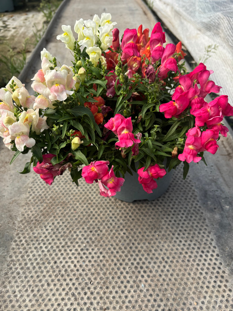 *Deal of the Week* 6 x Antirrhinum Snapdragon 2L
