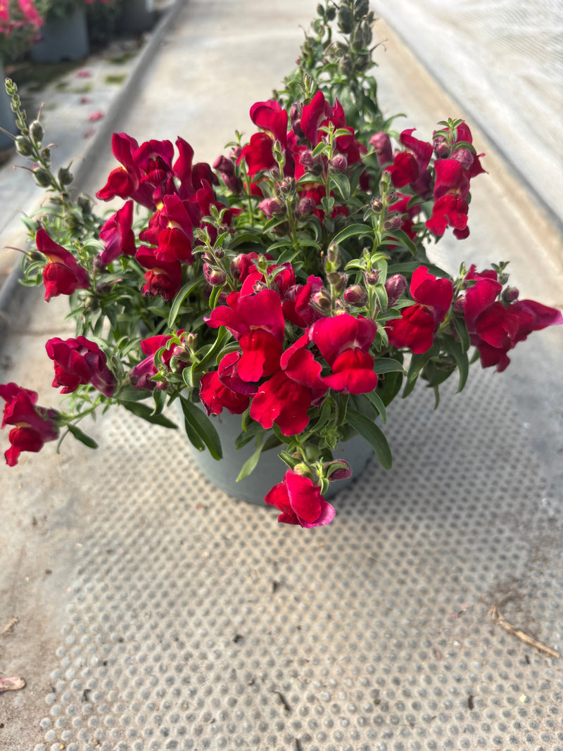 *Deal of the Week* 6 x Antirrhinum Snapdragon 2L