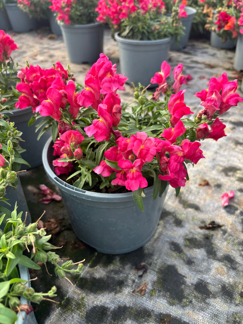 *Deal of the Week* 6 x Antirrhinum Snapdragon 2L