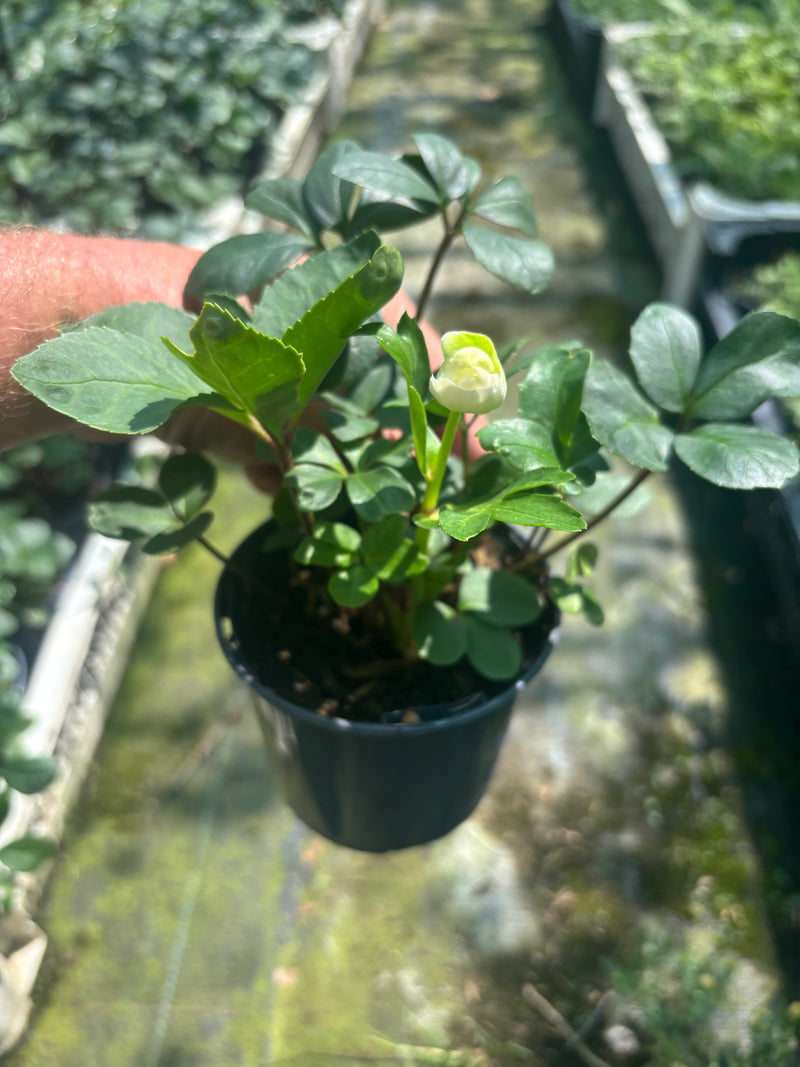 Hellebore (Perennial, Autumn, Foliage)