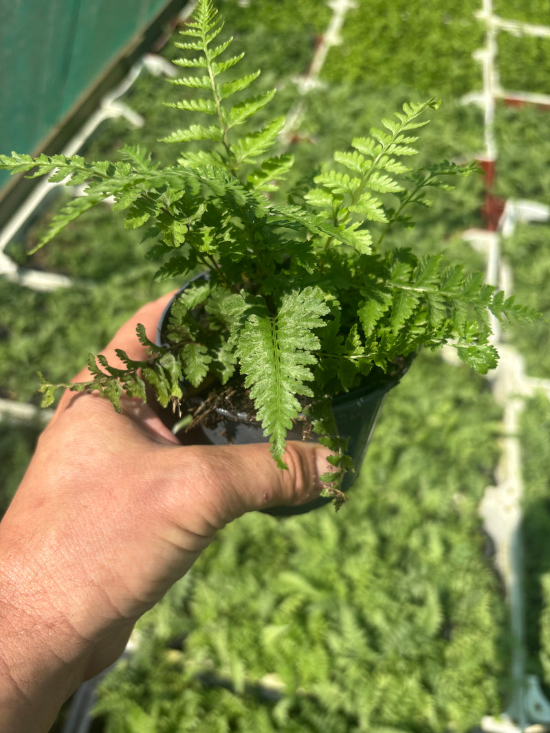 Hardy Ferns (Perennial, Autumn, Spring, Foliage)