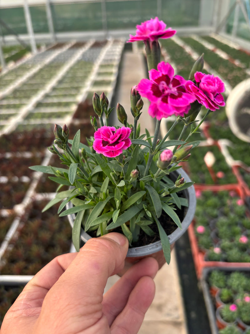 Dianthus Carnation 10.5 (Perennial, Summer, Autumn)