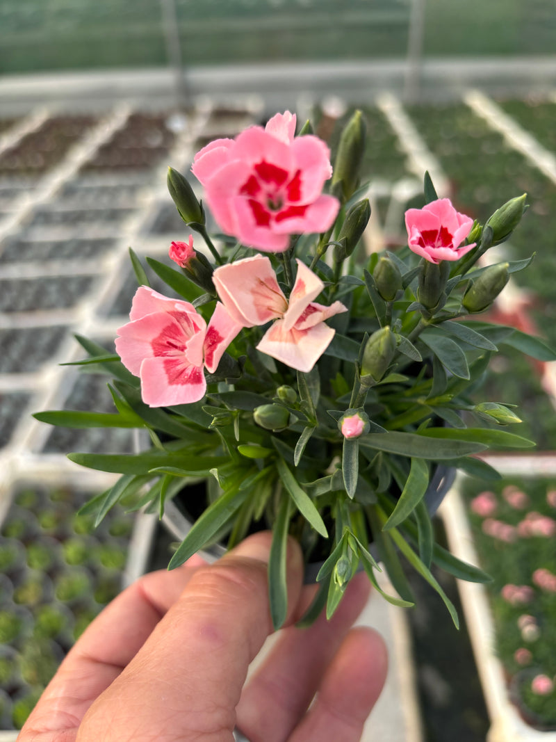Dianthus Carnation 10.5 (Perennial, Summer, Autumn)