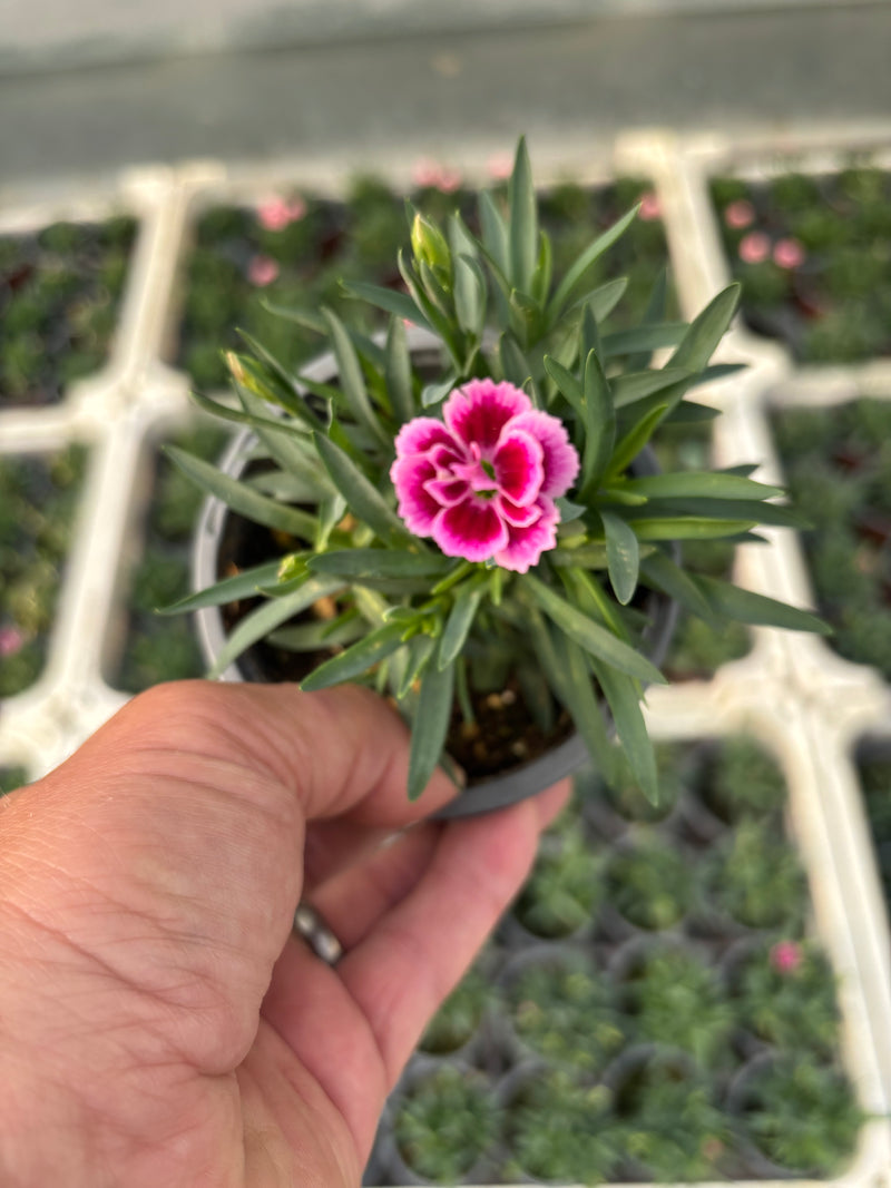 Dianthus Carnation 10.5 (Perennial, Summer, Autumn)