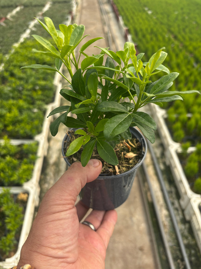 Choisya Sundance (Perennial, Summer, Autumn, Spring, Foliage)