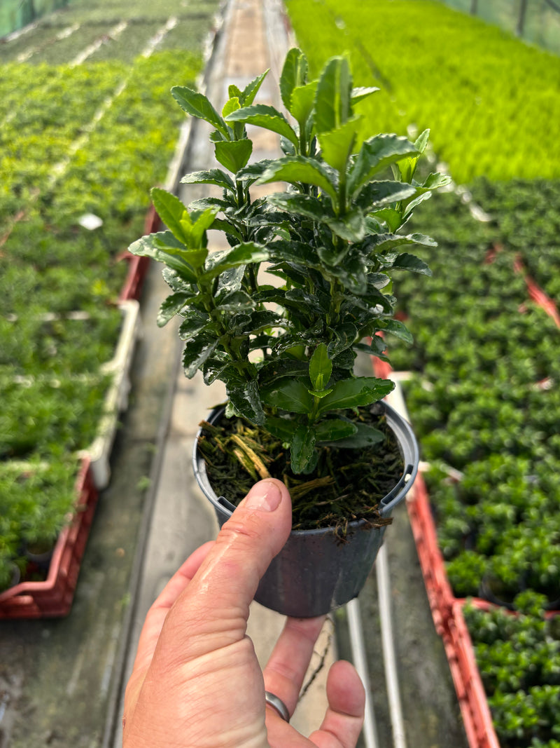 Euonymus Japonicus Green Spire (Foliage, Perennial, Summer, Autumn)