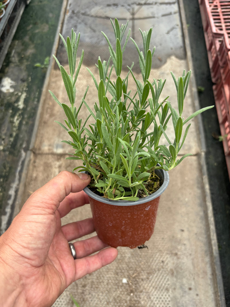 English Lavender (Foliage, Perennial, Summer, Autumn)