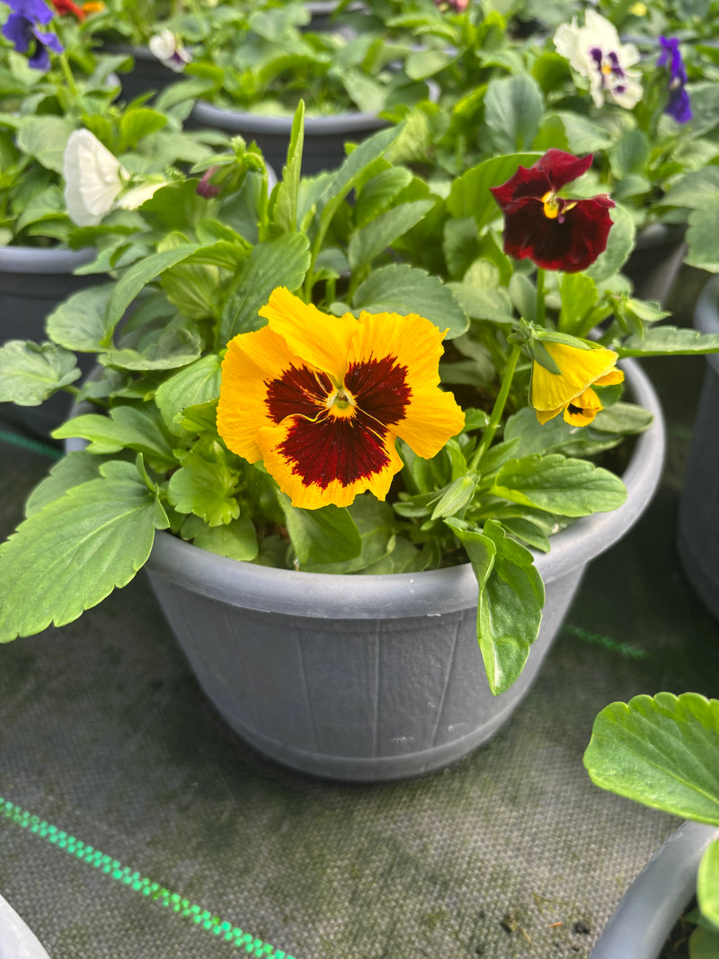 2 x 23cm Pansy Patio Barrel  (Spring, Summer, Autumn)