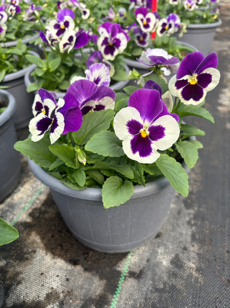 2 x 23cm Pansy Patio Barrel  (Spring, Summer, Autumn)