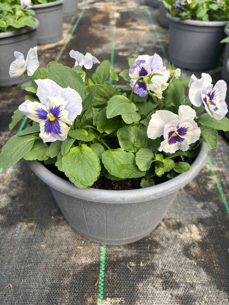 2 x 23cm Pansy Patio Barrel  (Spring, Summer, Autumn)