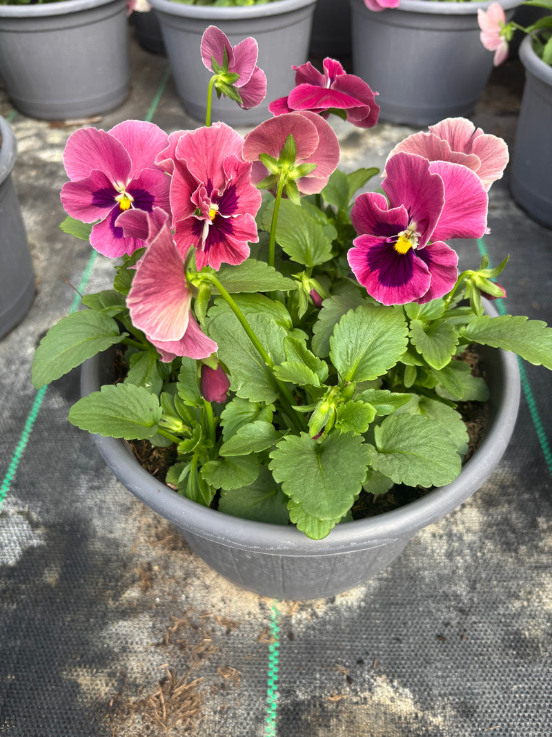 2 x 23cm Pansy Patio Barrel  (Spring, Summer, Autumn)