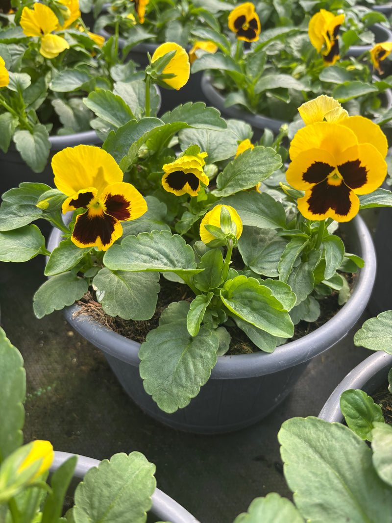 2 x 23cm Pansy Patio Barrel  (Spring, Summer, Autumn)