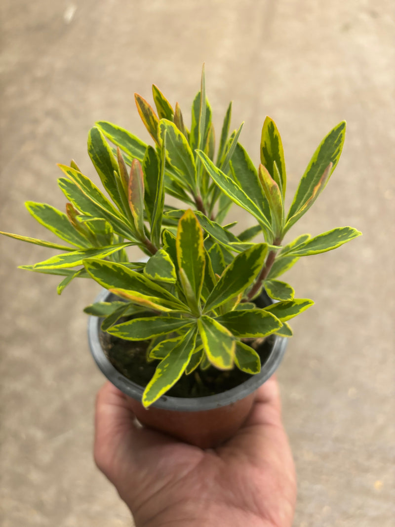 Euphorbia Ascot Rainbow (Foliage, Perennial, Summer, Autumn, Winter)
